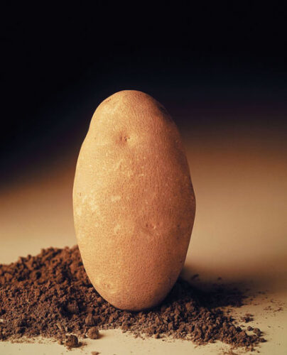 The Origin and Evolution of the Burbank Potato